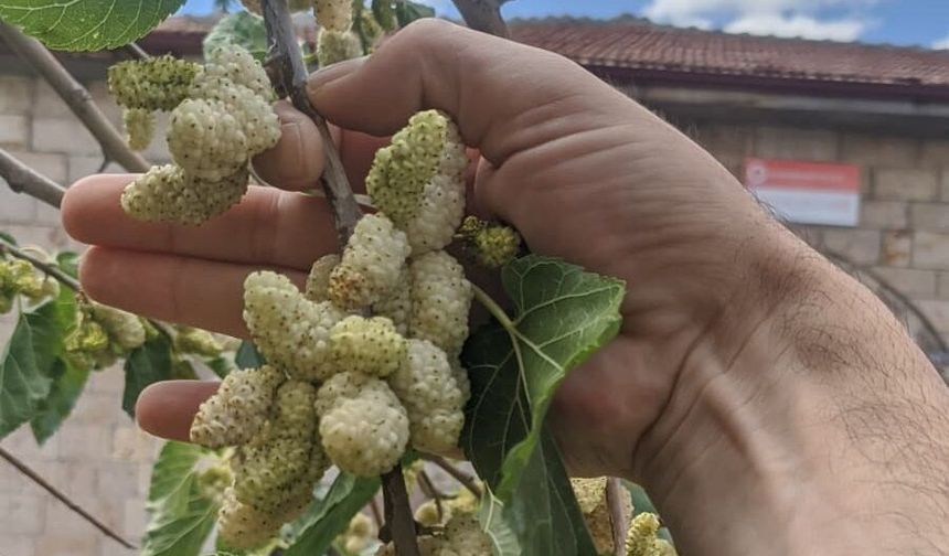 Nevşehir'de Dut Ağaçlarında Bereket Yılı!