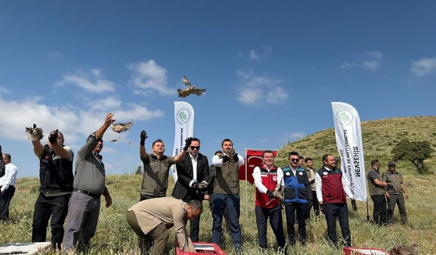 Yeşilöz’de 350 Keklik Doğayla Buluştu