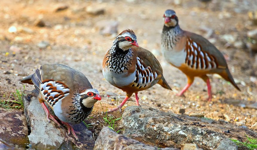 Kenenin baş düşmanı! Binlercesi doğaya bırakıldı