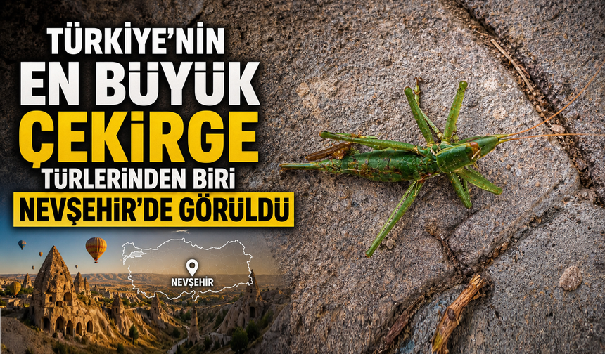 Nevşehir'de Dev Etçil Çekirge Görüntülendi