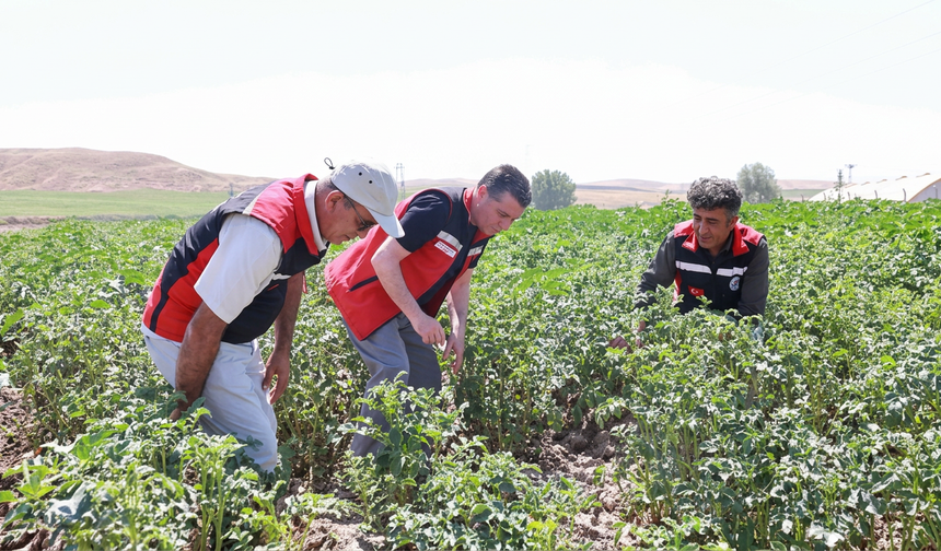 Nevşehir Patatesinde Sezon Takibi Sürüyor