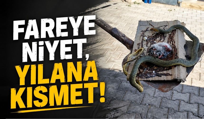 Fare tuzağına takılan yılan gafil avlandı