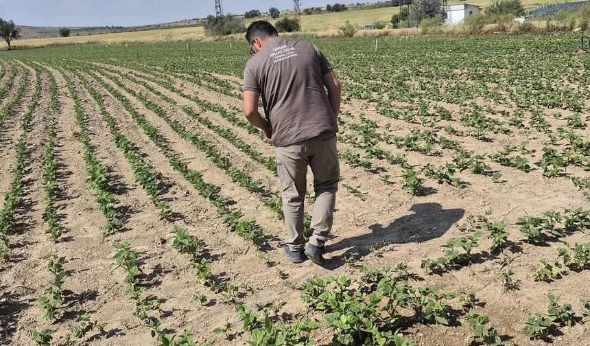 Ürgüp Ziraat Odası'ndan Üreticilere Hastalık ve Zararlı Uyarısı