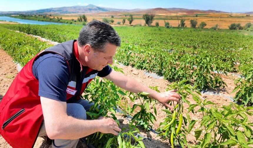 Nevşehir'de 450 Bin Sebze Fidesi Üretim Alanında İncelendi