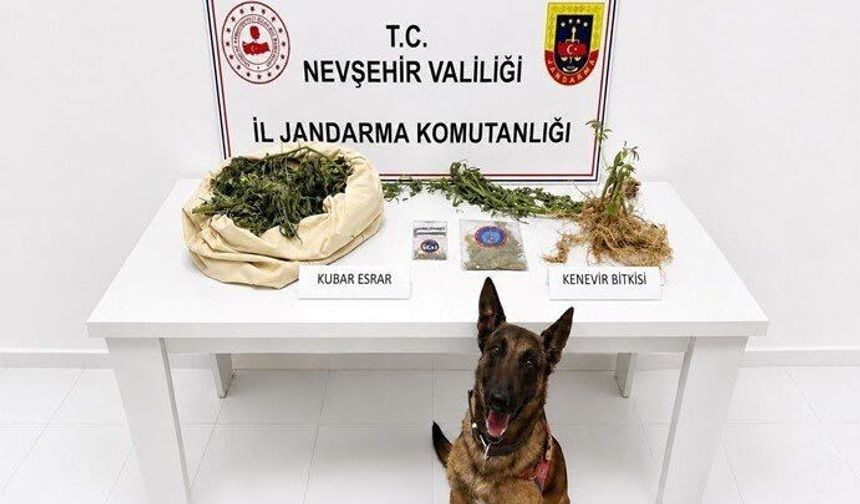 Nevşehir’de Kenevir ve Kubar Esrar Operasyonu