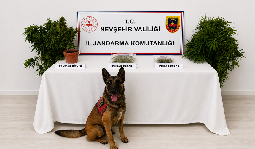Nevşehir'de 248 Kök Keneviri Ele Geçirildi