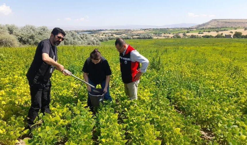 Nevşehir’de Fasulye Tarlalarında Verimlilik ve Hastalık Çalışması