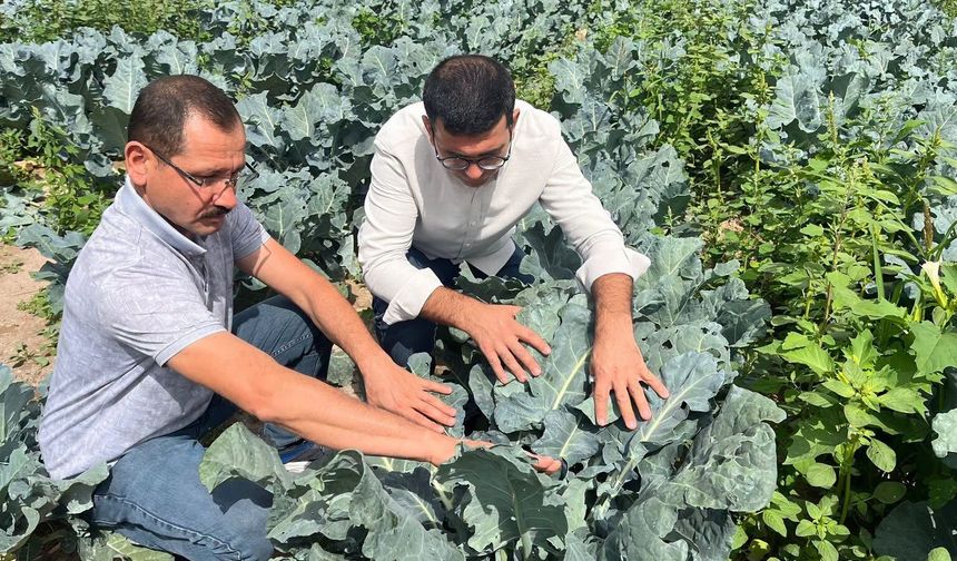 Nevşehir’de Brokoli Hasadı Başladı