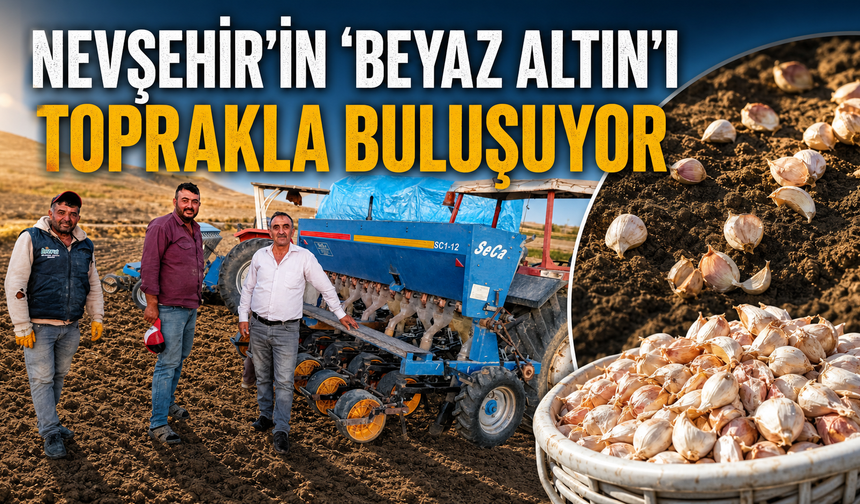 Nevşehir’in ‘Beyaz Altın’ı Toprakla Buluşuyor