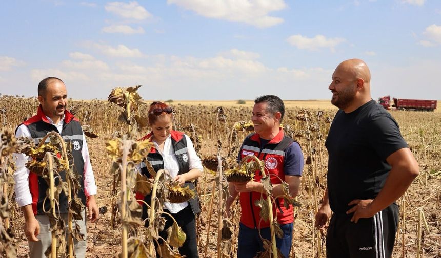 Nevşehir’de Ayçiçeği Bereketi Tarlaları Sardı