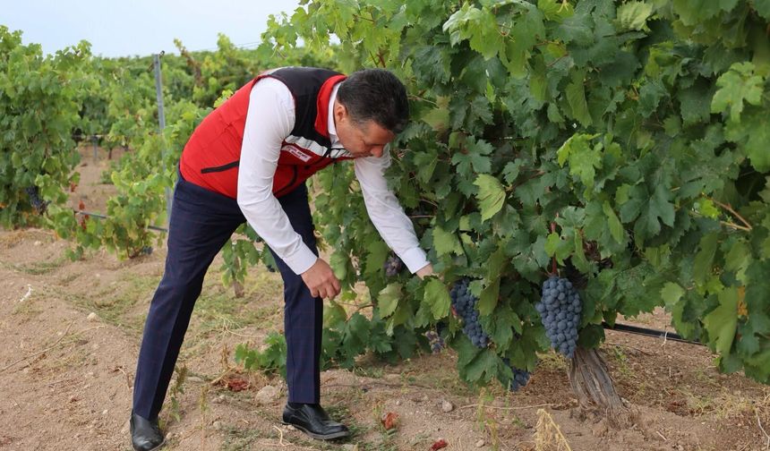 Nevşehir’de Üzüm Mesaisi: Üretici Ne İstiyor?