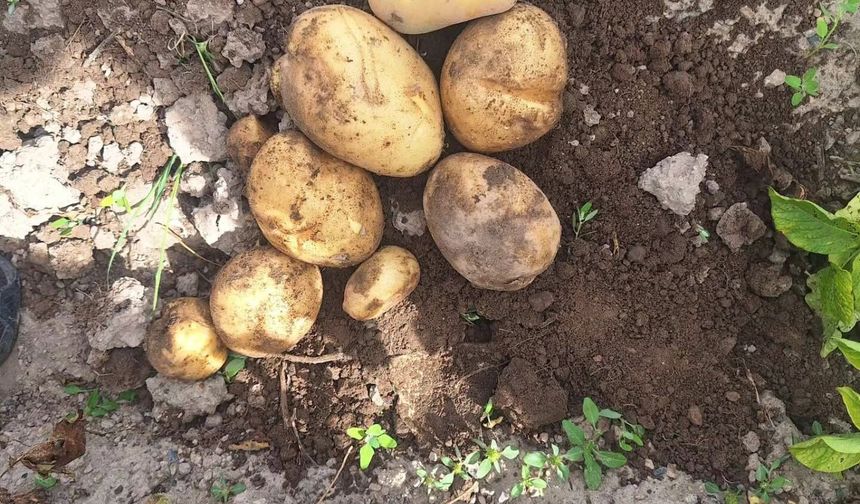 Patateste Karantina Tedbirleri Masaya Yatırıldı