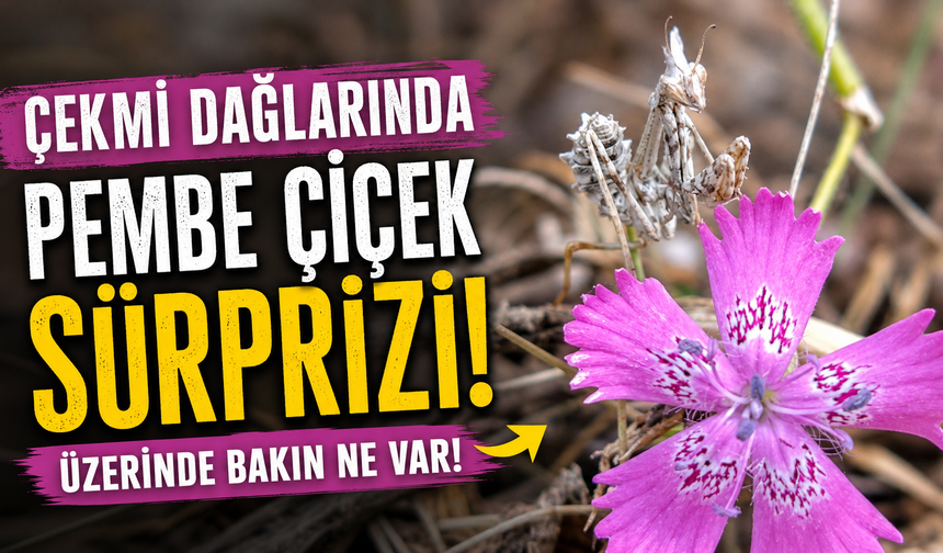 Nevşehir’de Çiçek Üzerindeki Detay Şaşırttı!