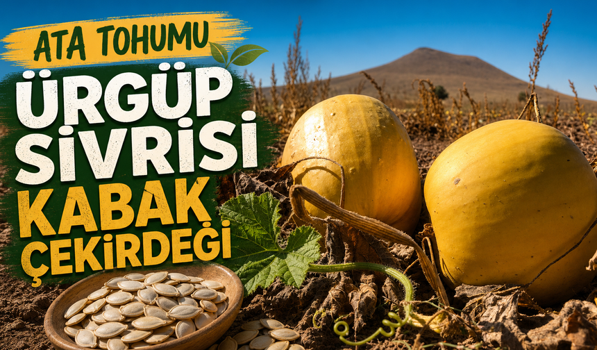Ata Tohumu Ürgüp Sivrisi Zirvede