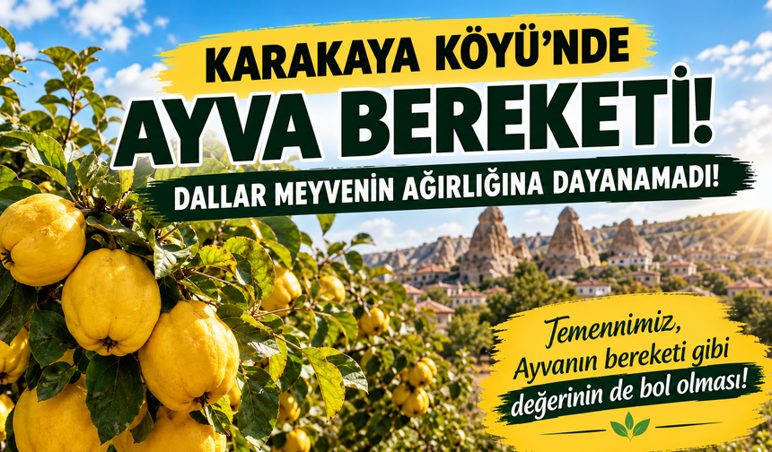 Ürgüp Karakaya’da Ayva Bolluğu Yaşanıyor
