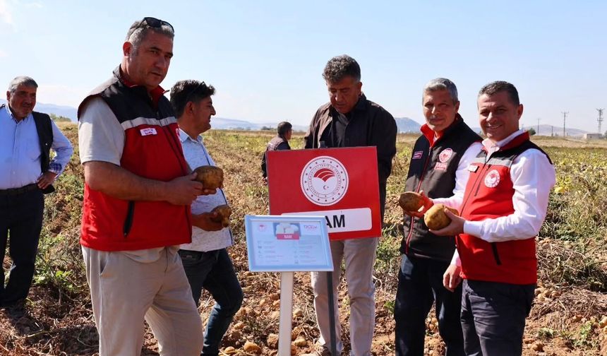 Nevşehir’de Yerli Patateste Hasat Zamanı!