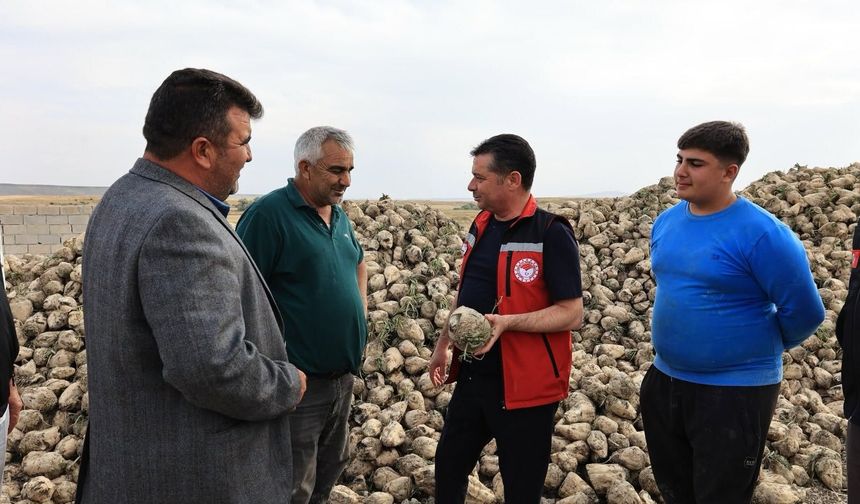 Nevşehir’de 59 Bin Dekarlık Pancar Hasadı