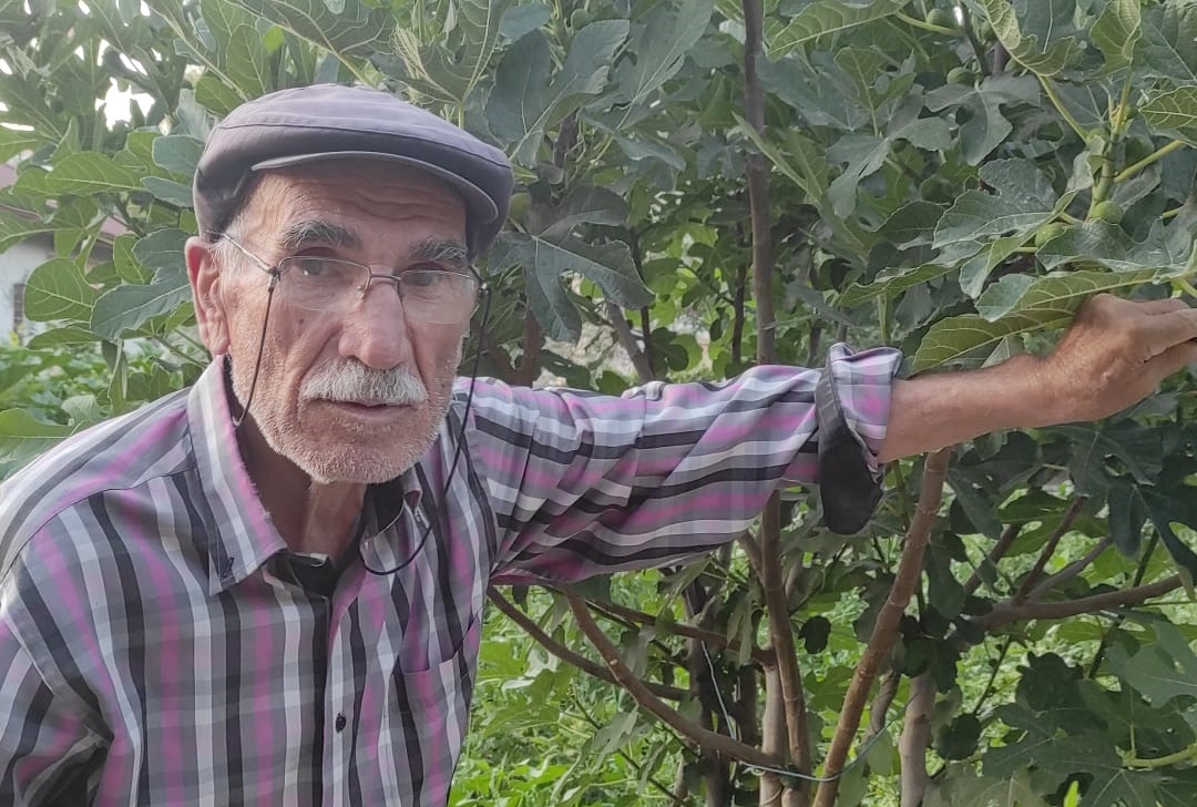 Nevşehir'de incir yetişmez' dediler, şimdi meyvesini yiyor! - FİB HABER, Nevşehir Haberleri,kapadokya