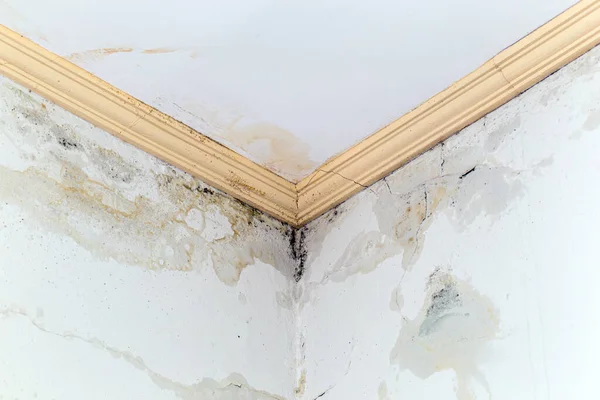 Depositphotos 541190056 Stock Photo Ceiling Leak Problem Fungus Spreading