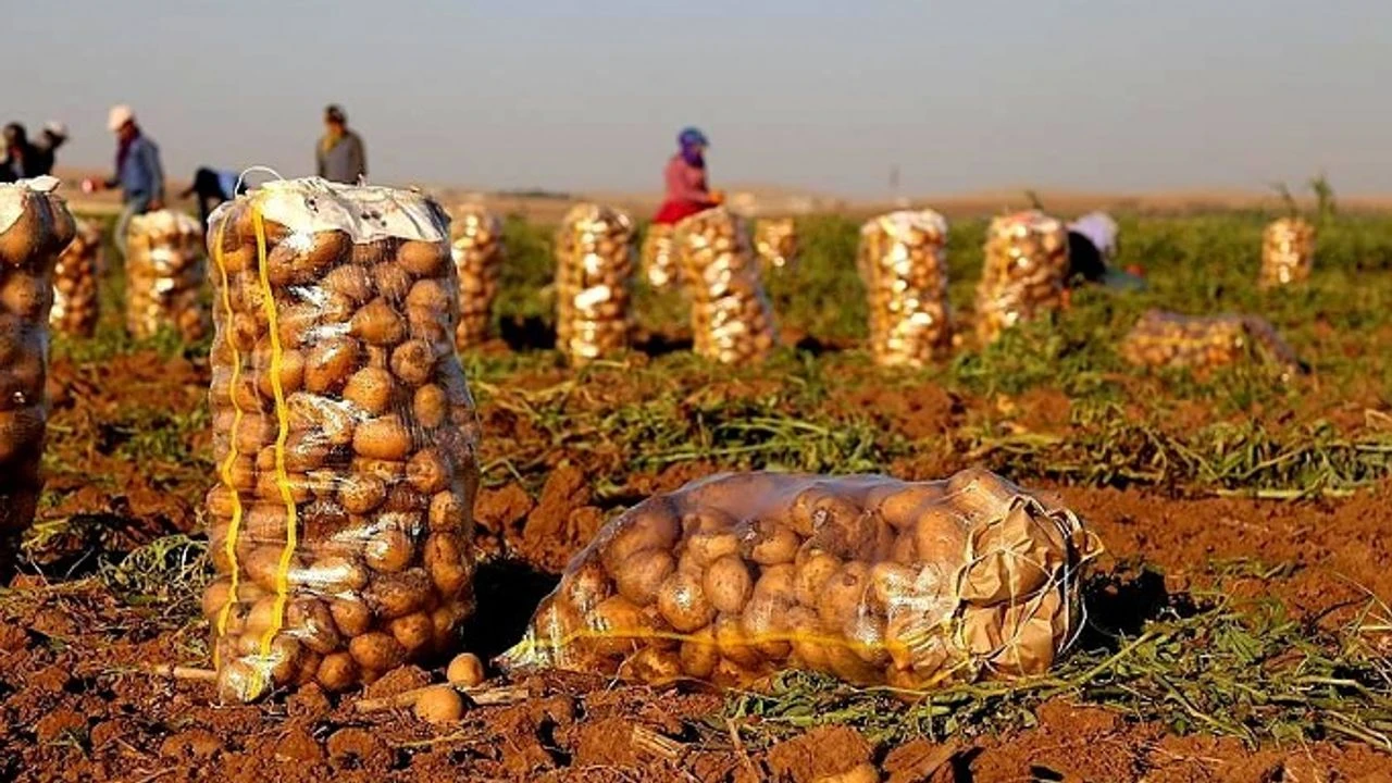 Nevsehir De Patates Ureticileri Kan Agliyor 7Ab51