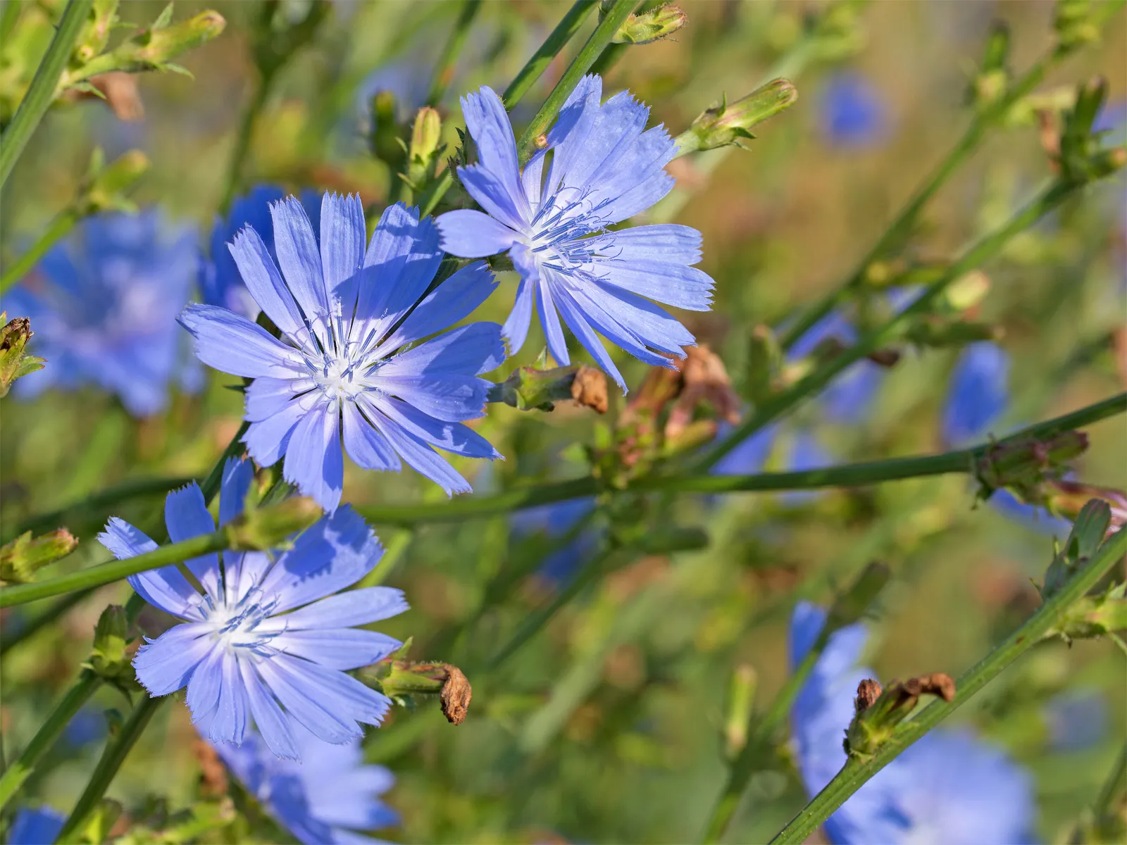 Flowers Stems Chicory