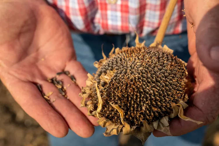 Harvestingsunflowers 71792959016447F8898D65De559C7E37