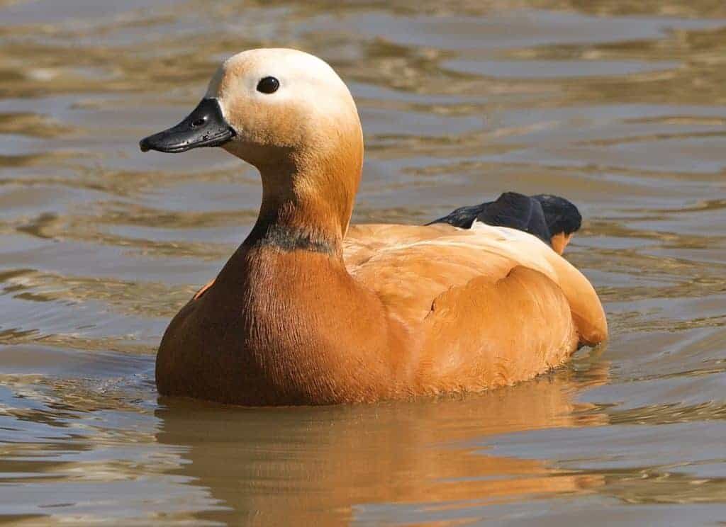 Ruddy Shelduck B W A 1024X744