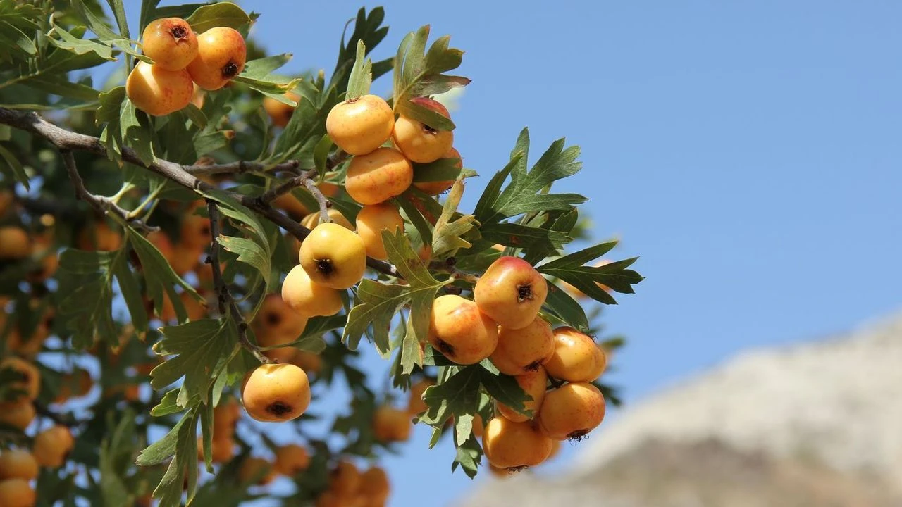 Nevşehir’in Dağlarından Gelen Şifa: Alıç Mevsimi Başladı