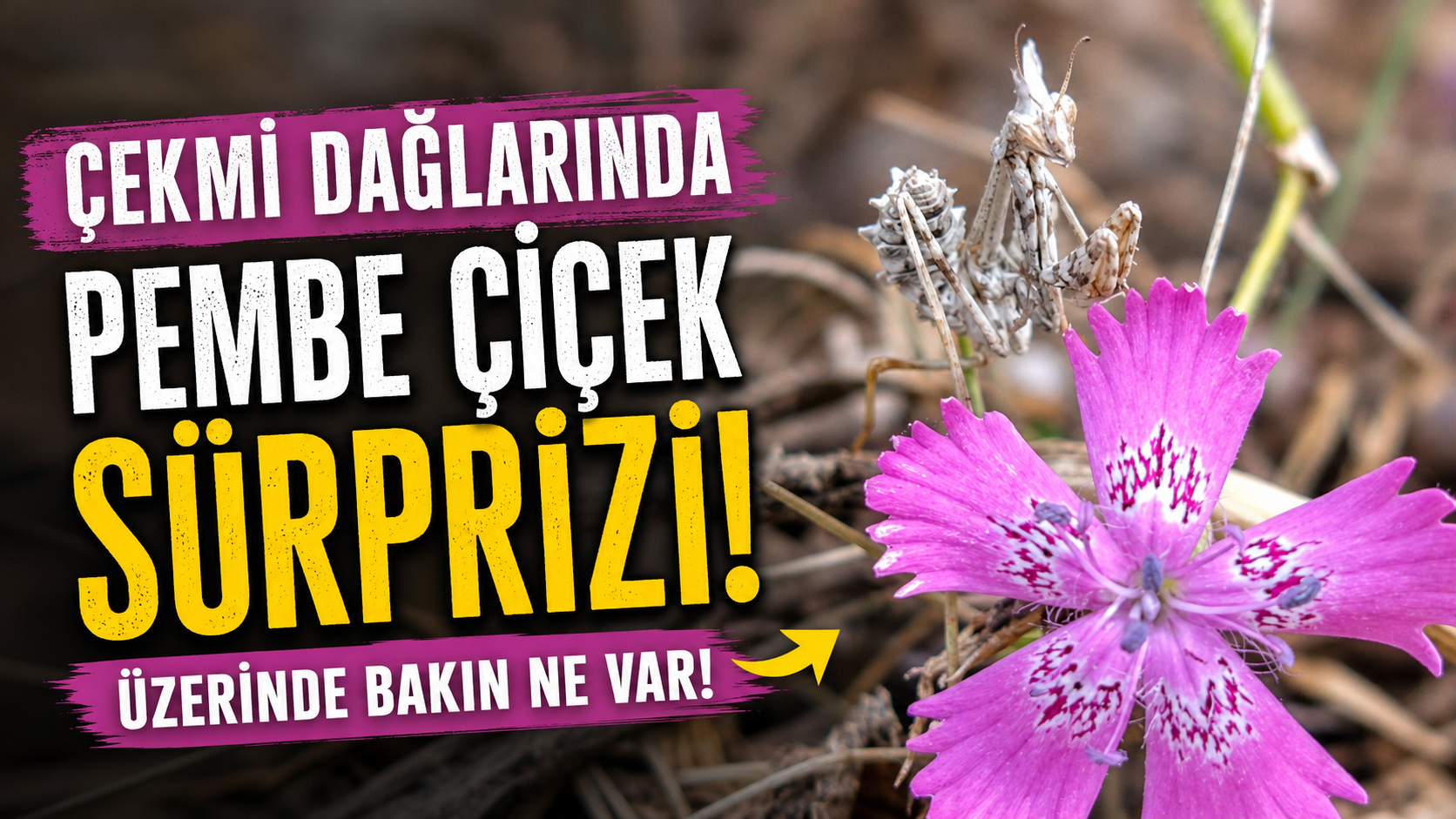 Nevşehir’de Peygamberdevesi Çiçek Üzerinde Görüntülendi